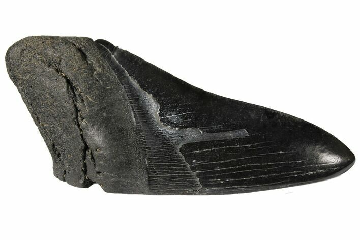Fossil Megalodon Tooth Paper Weight #130863